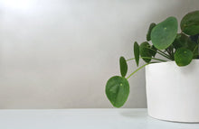 Load image into Gallery viewer, How to Make a Ceramic Planter Online Course Calico Ceramics