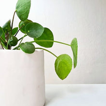 Load image into Gallery viewer, How to Make a Ceramic Planter Online Course Calico Ceramics